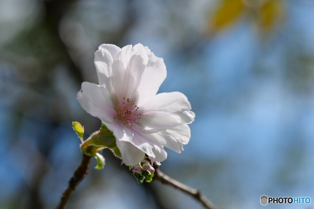 桜咲く
