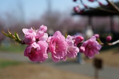 桃の花