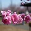桃の花