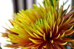 始めて見た花です