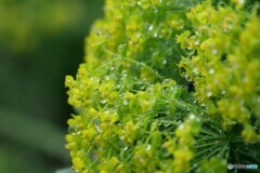 花に雫