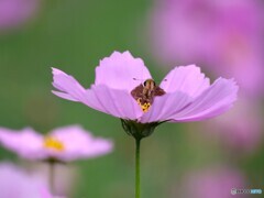 そっとのぞいてみてごらん