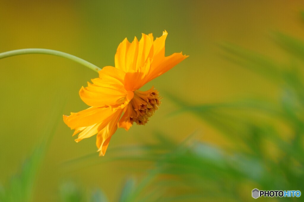 黄花