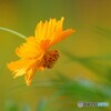 黄花