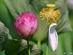 新旧交代
