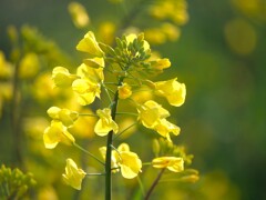 菜の花