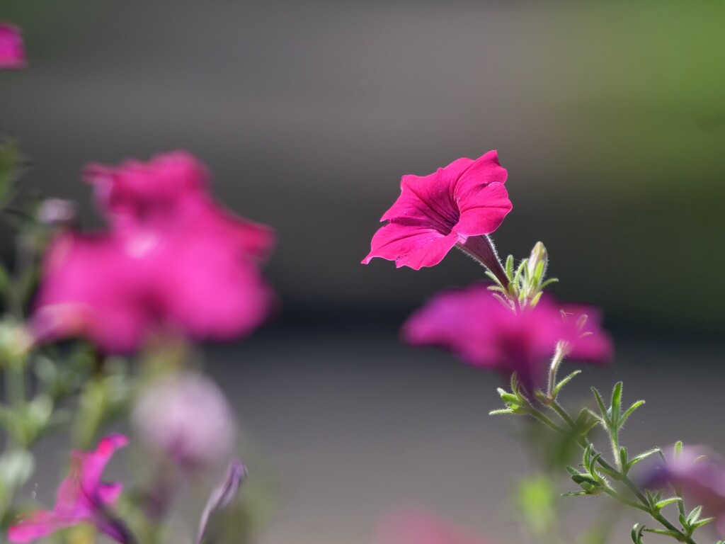 公園の花