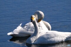 白鳥さんがやって来た　