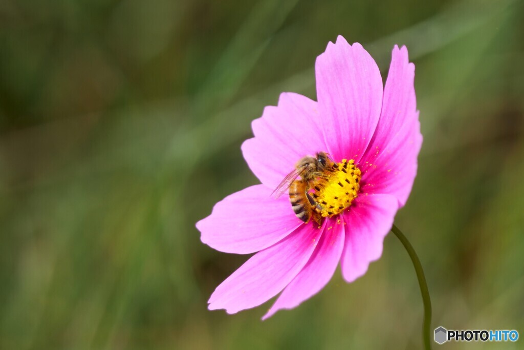 花に愛 蜂に愛　