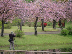 桜を撮る人