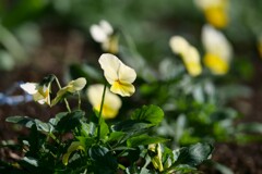 小春日和の公園で