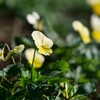 小春日和の公園で