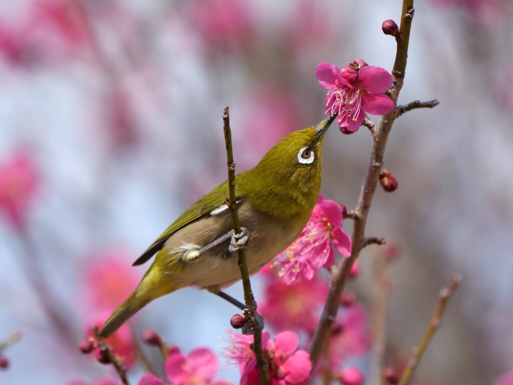 梅とメジロ １/６