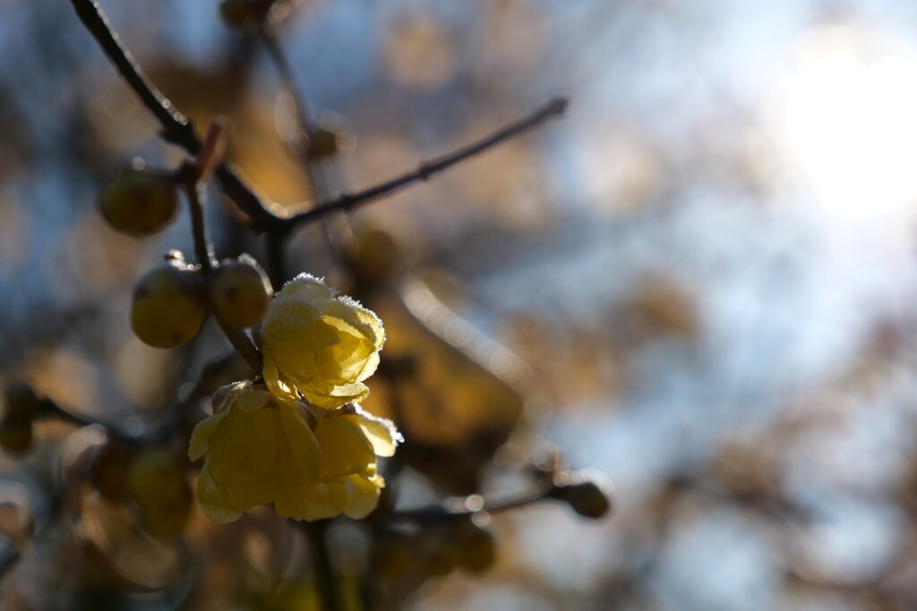 冬枯れに咲く花