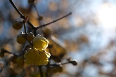 冬枯れに咲く花