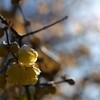 冬枯れに咲く花