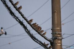 メッセンジャーワイヤーに止まる鳥たち