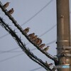 メッセンジャーワイヤーに止まる鳥たち