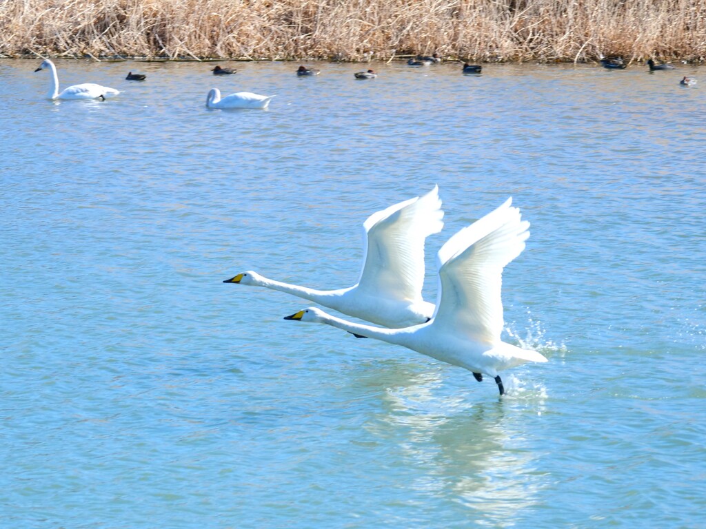 シンクロする白鳥さん