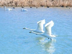 シンクロする白鳥さん