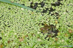 浮草の中からこんにちは