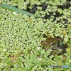 浮草の中からこんにちは