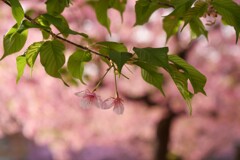 終焉を迎える頃