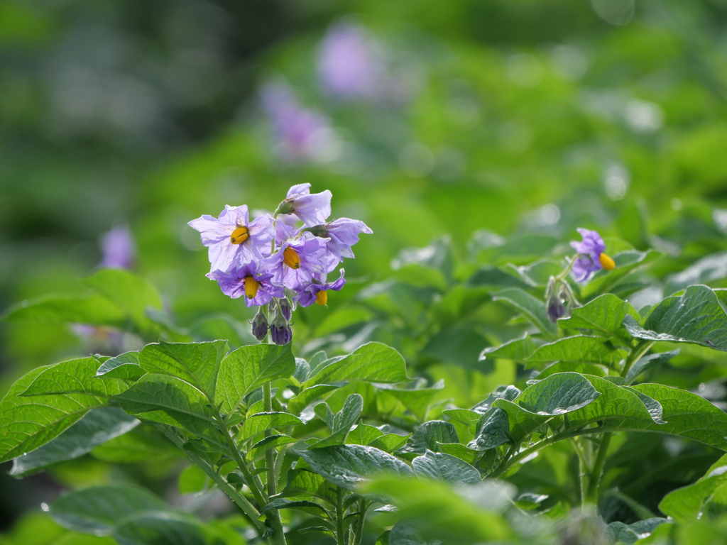 馬鈴薯の花