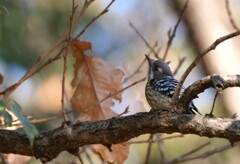 続 公園の小鳥たち