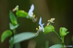 ９月の露草