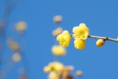 冬晴に蝋梅