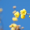 冬晴に蝋梅