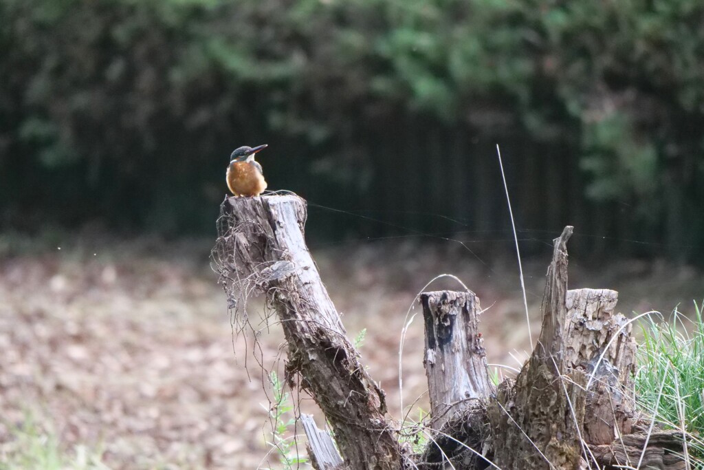 カワセミさん