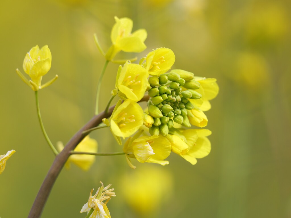 菜の花