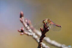 つぼみにとんぼ