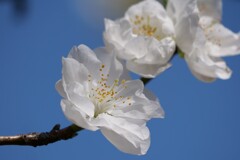 桃の花