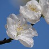 桃の花