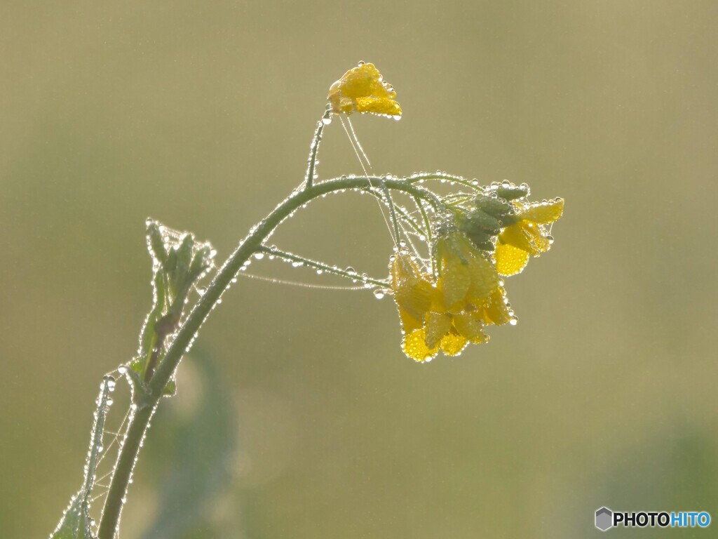 菜の花