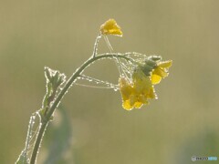 菜の花