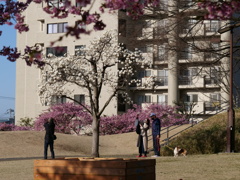 木蓮のある公園