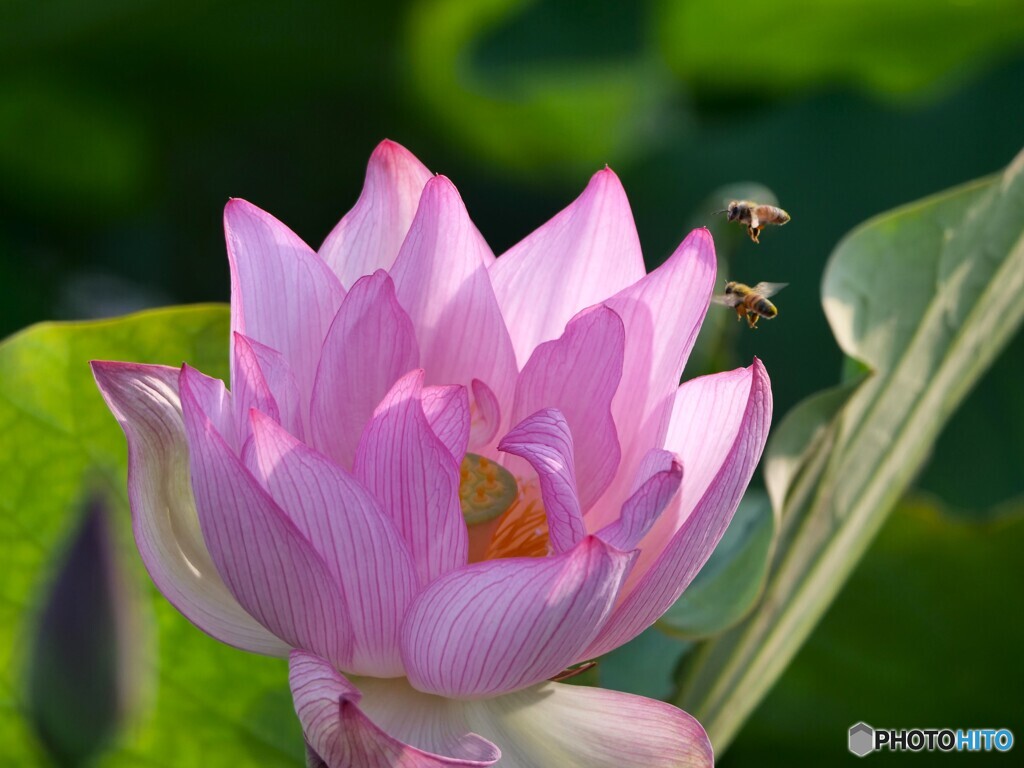 蓮の花が咲きました