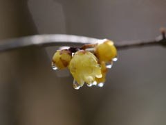 蝋梅と雪解雫