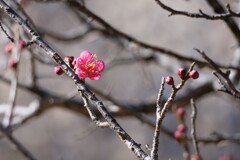 梅
