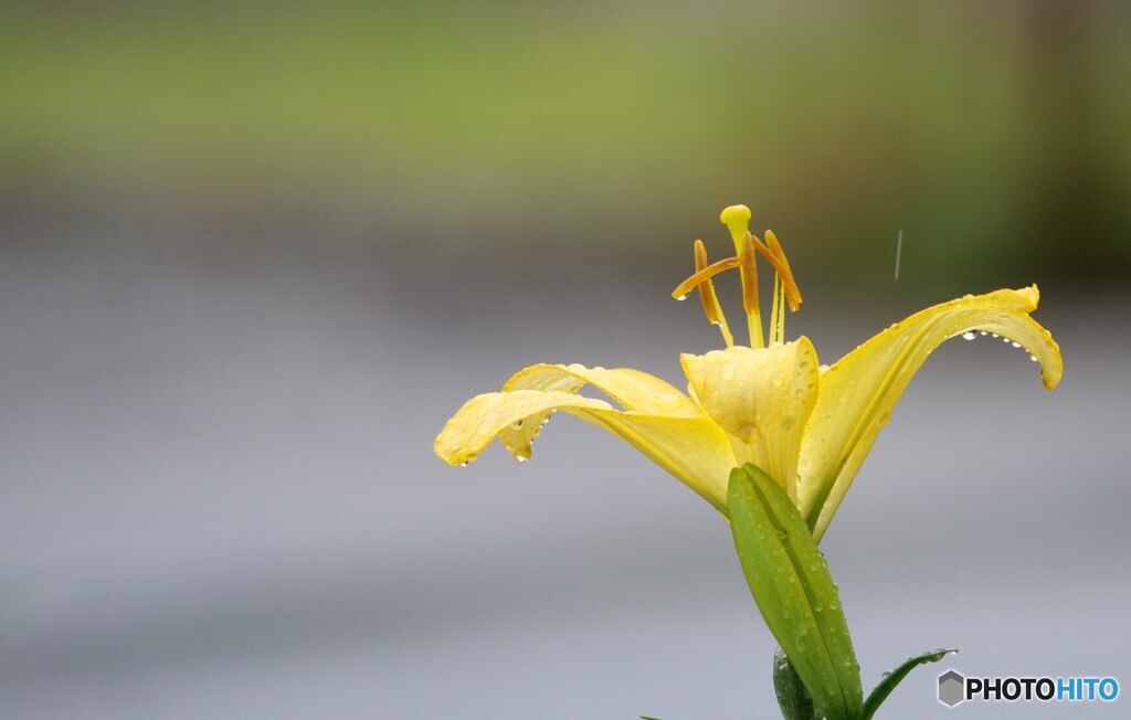 雨上がりの日曜日