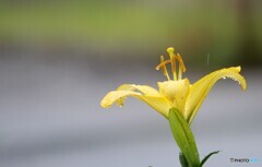 雨上がりの日曜日