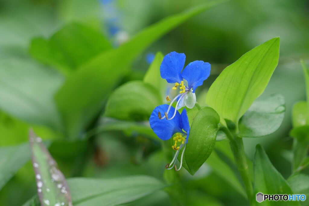 青い花