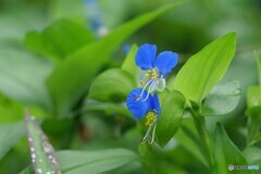 青い花