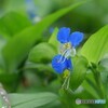 青い花