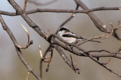 公園の鳥たち 6