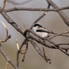 公園の鳥たち 6